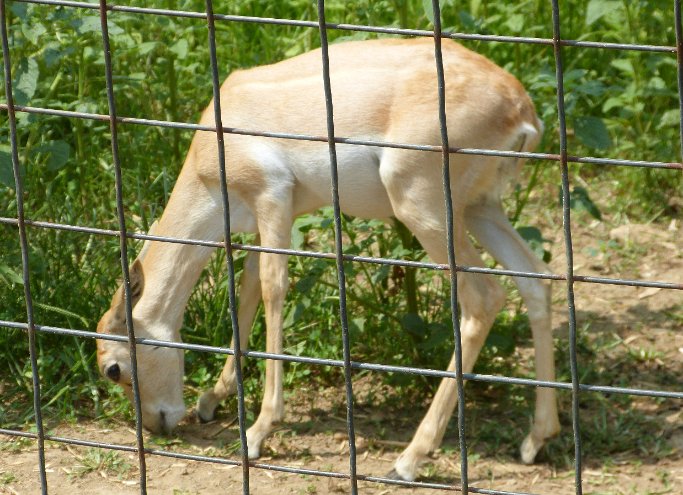 Baby Deer at the Catoctin Zoo